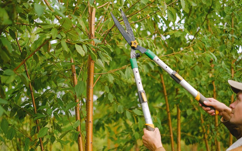 Tree trimming in Houlton, ME